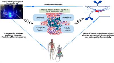 The critical role of neutrophil-endothelial cell interactions in sepsis: new synergistic approaches employing organ-on-chip, omics, immune cell phenotyping and in silico modeling to identify new therapeutics